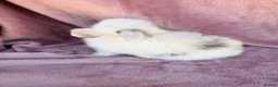Mini Lop rabbits for sale: Pure Mini lops - Advert 4