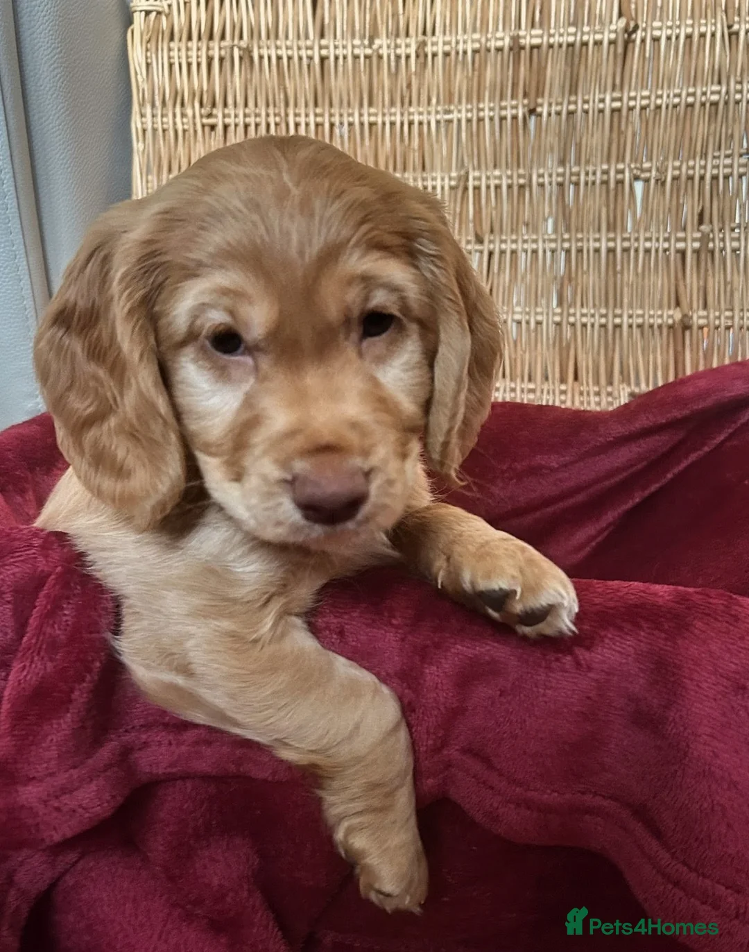 Cockapoo dogs for sale: Cockapoo for sale  in London - Advert 11