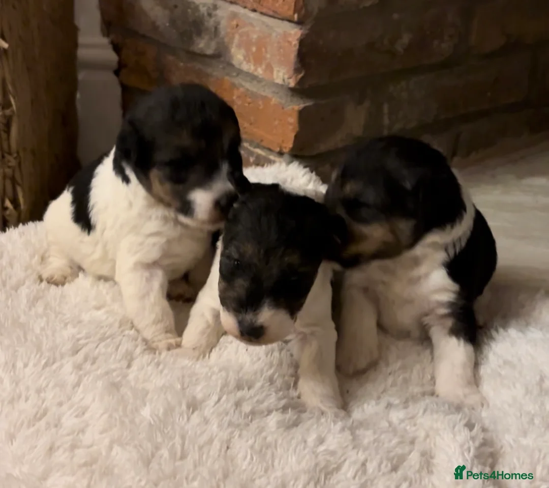 Fox Terrier dogs for sale: *Wire Haired Fox Terrier Pups* - Advert 6