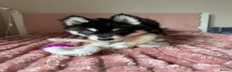 Mixed Breed dogs for sale: Crufts Line Husky x Malamute - Health tested 🐾 - Advert 26