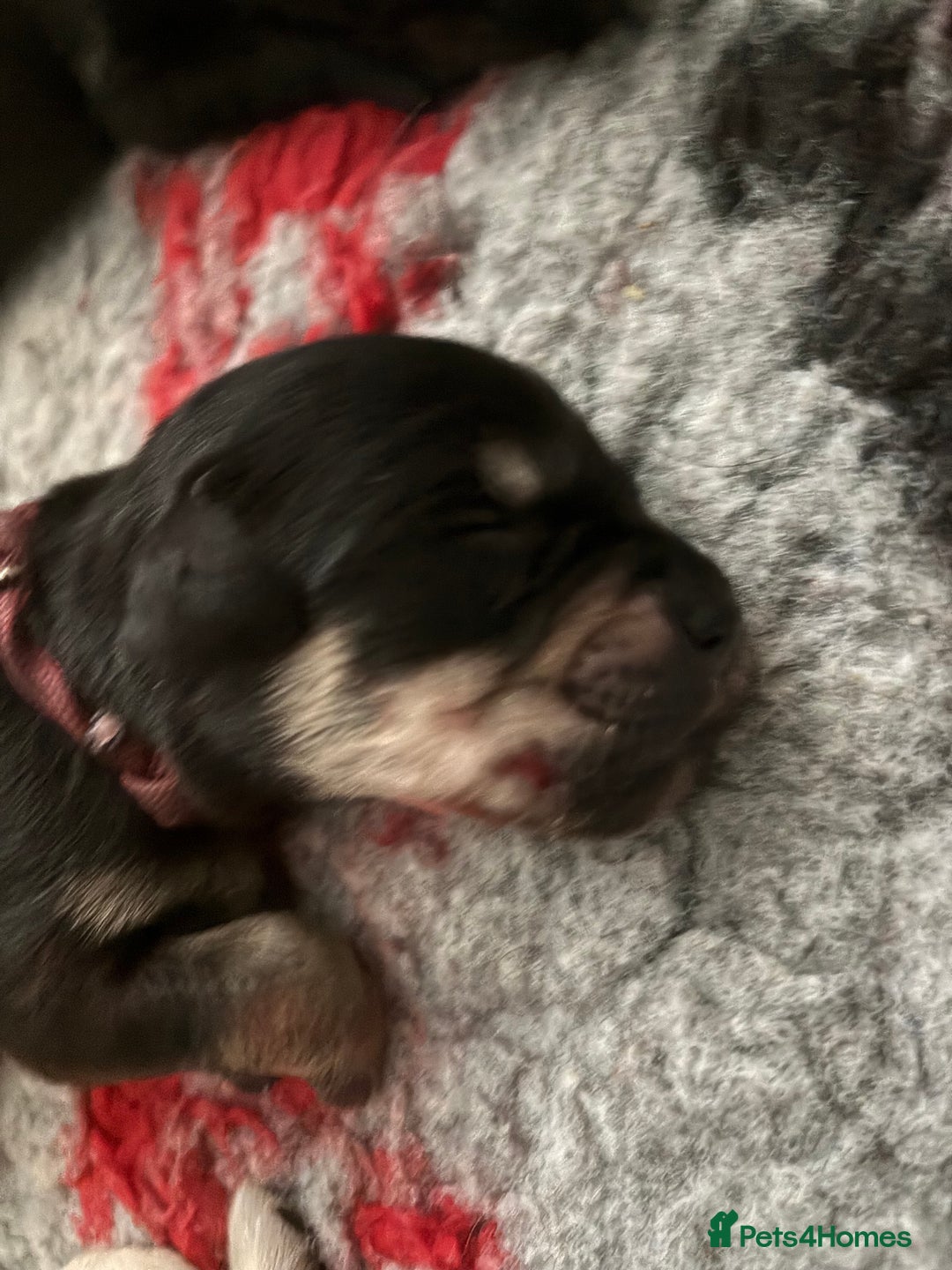 Mixed Breed dogs for sale: Stunning lab/rottie x golden retriever puppies e - Advert 5