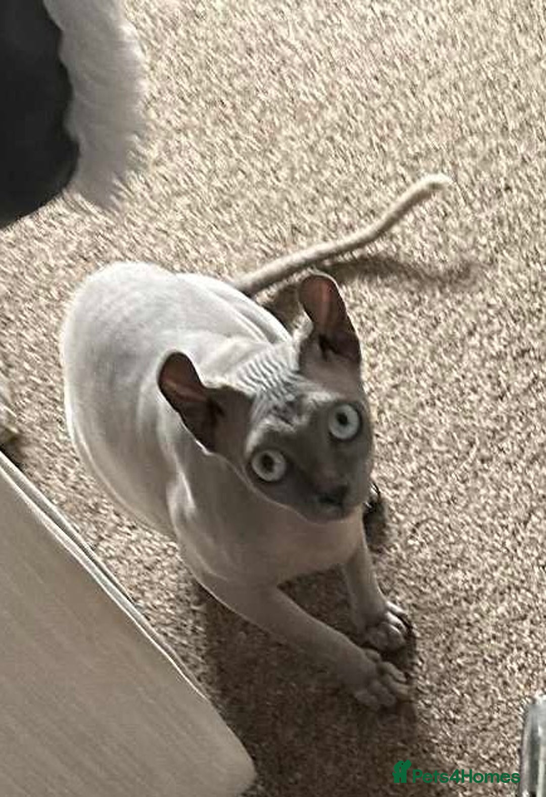 Sphynx cats for sale: Female Sphynx in need of a loving family  - Image 2