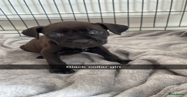 Staffordshire Bull Terrier dogs - Advert 15
