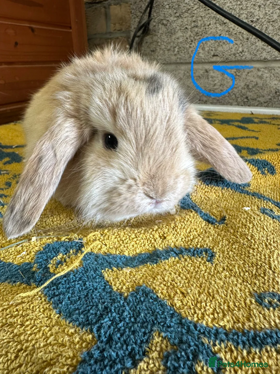 Mini Lop rabbits for sale: Mini Lop rabbits For Sale  - Advert 19