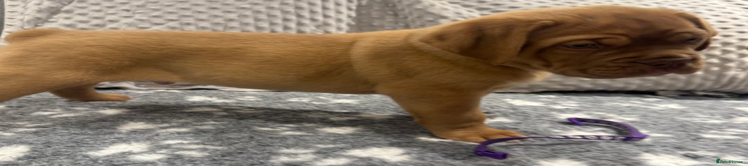 Dogue De Bordeaux Puppy 2