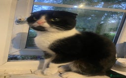 Mixed Breed cats for sale: Scottish fold cross for sale  - Image 29