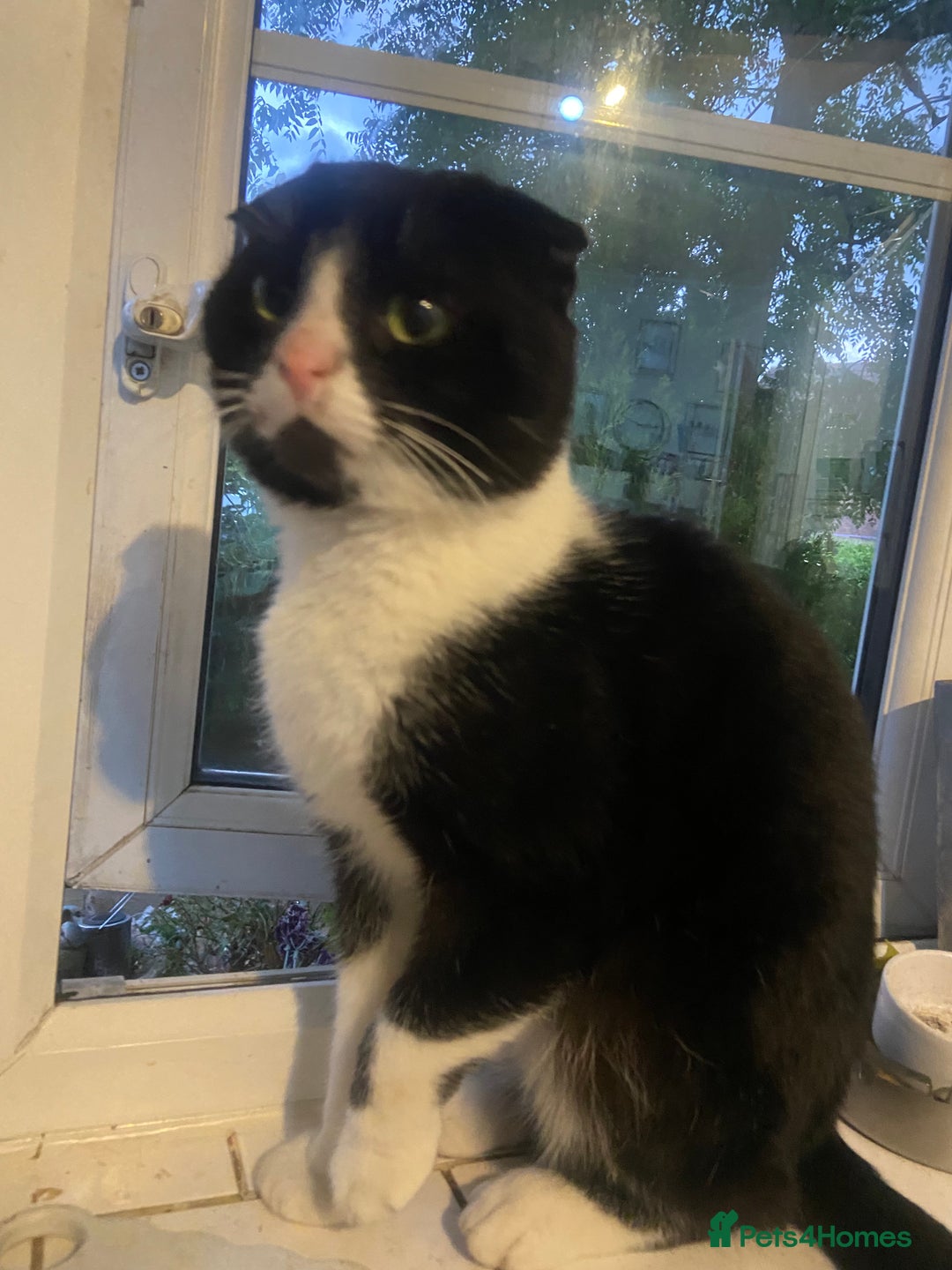 Mixed Breed cats for sale: Scottish fold cross for sale  - Image 29