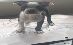 Boston Terrier dogs for sale: How is she the last puppy she’s perfect!  - Image 13