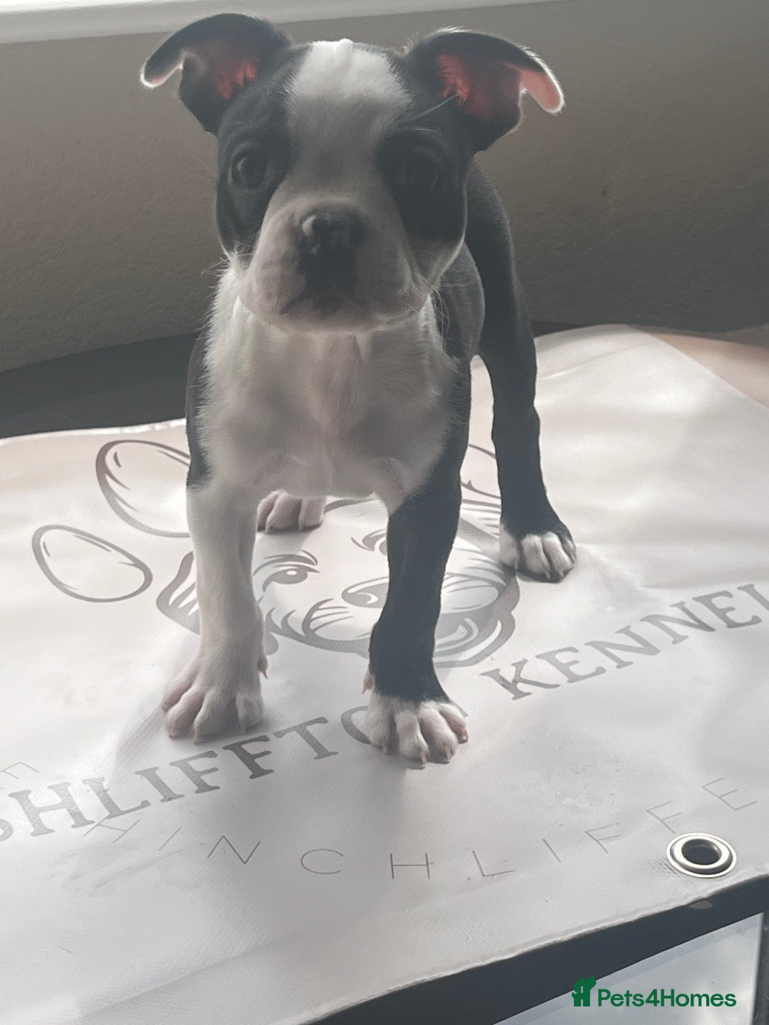Boston Terrier dogs for sale: How is she the last puppy she’s perfect!  - Image 13