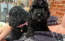 Cockapoo dogs for sale: SMALL COCKAPOO BABYS - Image 11