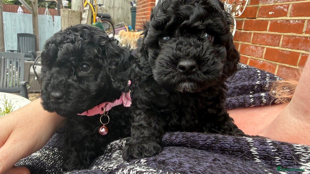 Cockapoo dogs for sale: SMALL COCKAPOO BABYS - Image 11