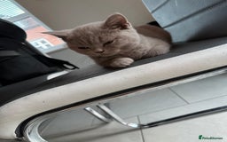 British Shorthair cats for sale: 14 Week Old Male British Shorthair - Image 2