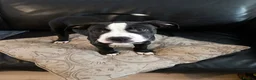 Mixed Breed dogs for sale: Beautiful mixed breed puppies - Advert 7