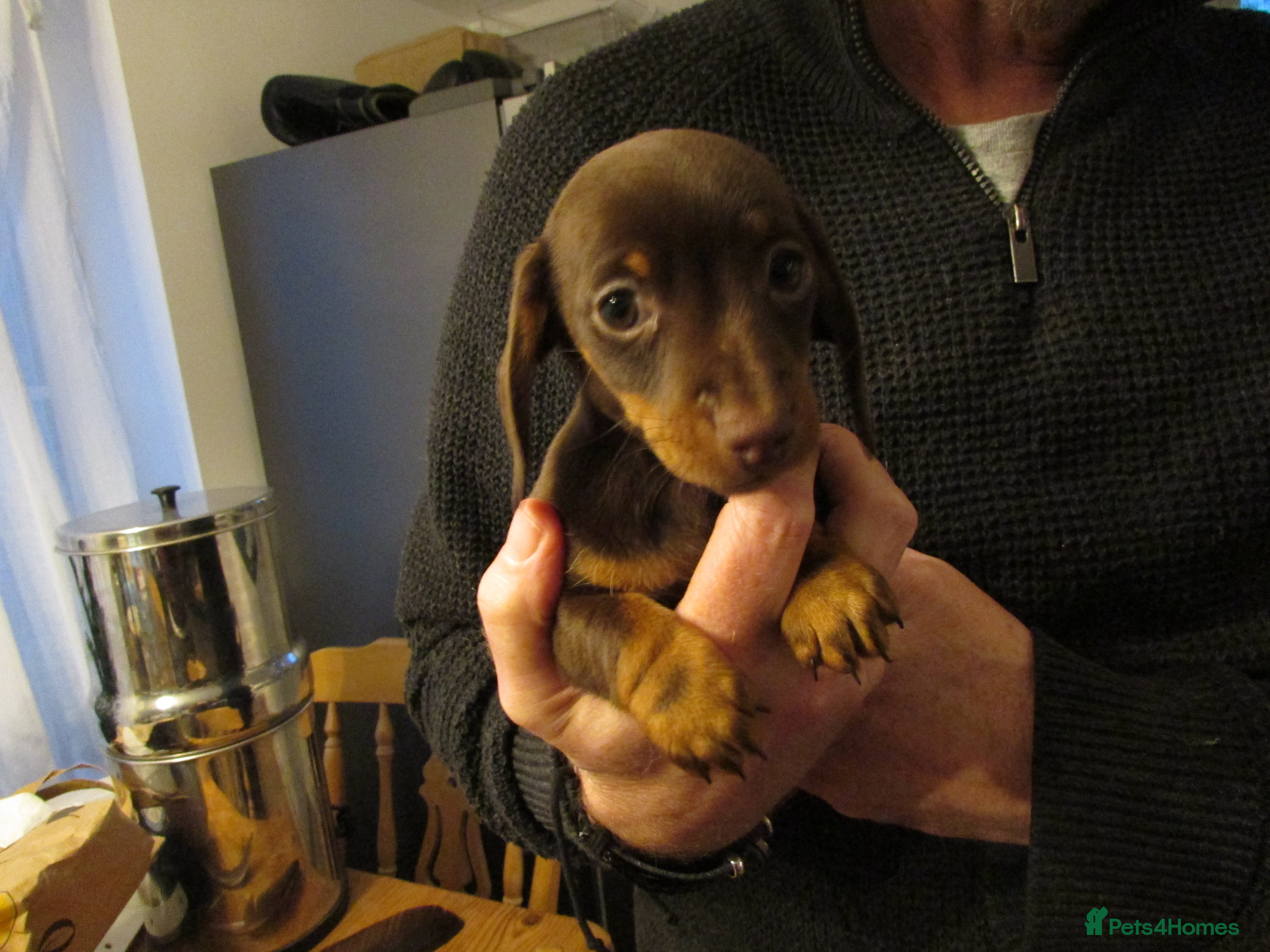 Miniature Dachshund dogs Miniature dachshund pups for sale - Advert 1