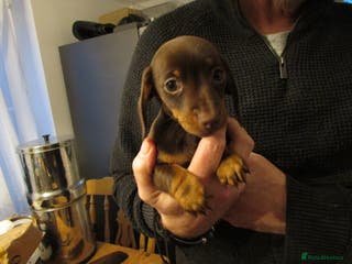 Miniature Dachshund dogs Miniature dachshund pups for sale - Advert 1