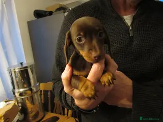 Miniature Dachshund dogs Miniature dachshund pups for sale - Advert 9