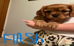 Cavalier King Charles Spaniel dogs for sale: Stunning Cavalier king Charles Spanniel Puppies - Advert 4