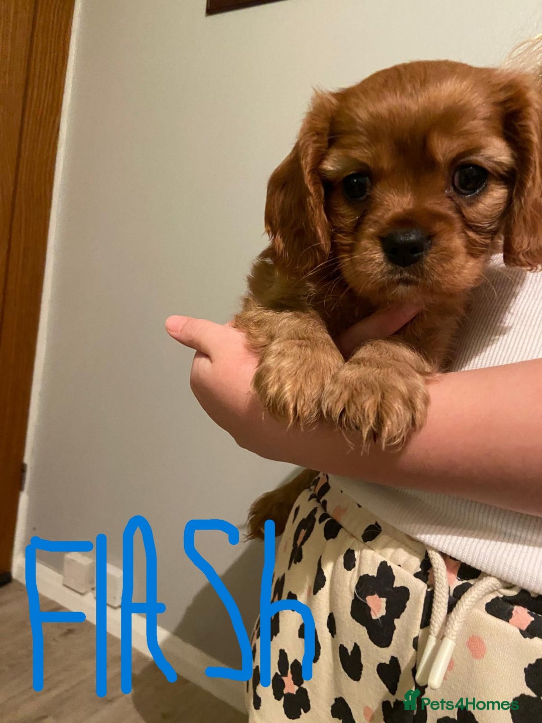 Cavalier King Charles Spaniel dogs for sale: Stunning Cavalier king Charles Spanniel Puppies - Advert 4