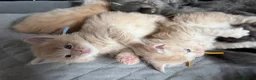 Maine Coon cats for sale: TICA Registered Maine Coon Kittens in Weymouth - Advert 24