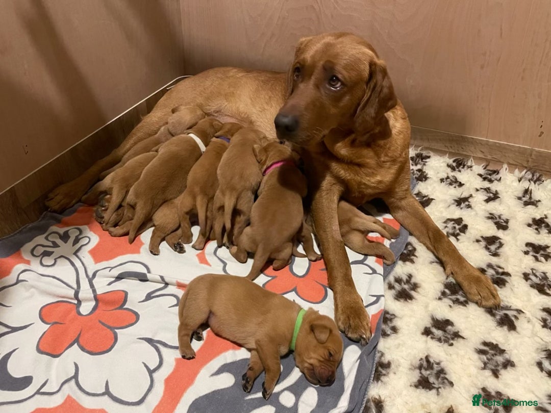 Labrador Retriever dogs for stud: K.c Reg Fox Red Labrador at stud in Suffolk in Eye - Advert 7