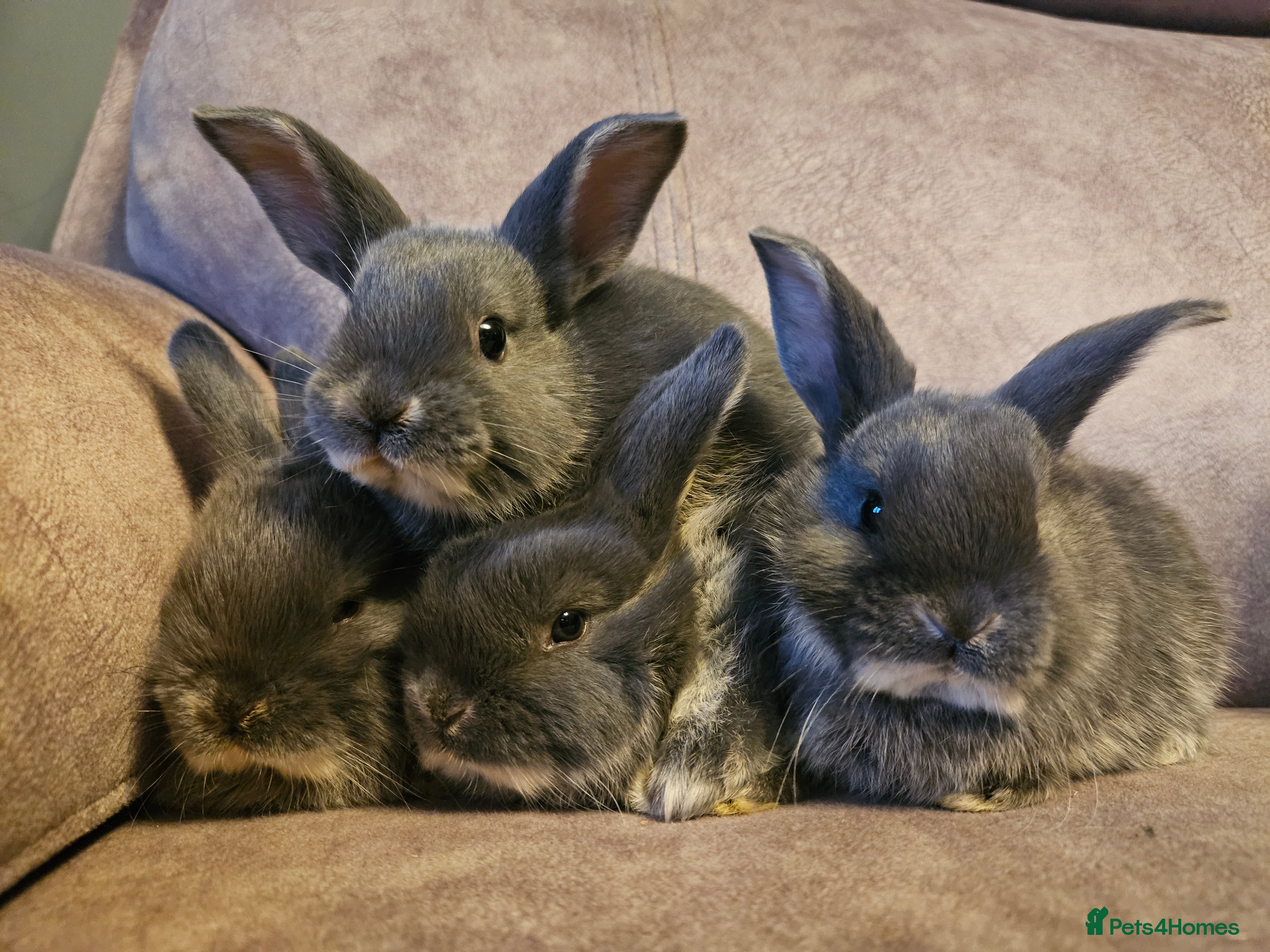 Mixed Breed rabbits 8 week old grey blue otter netherland dwarf x - Advert 1