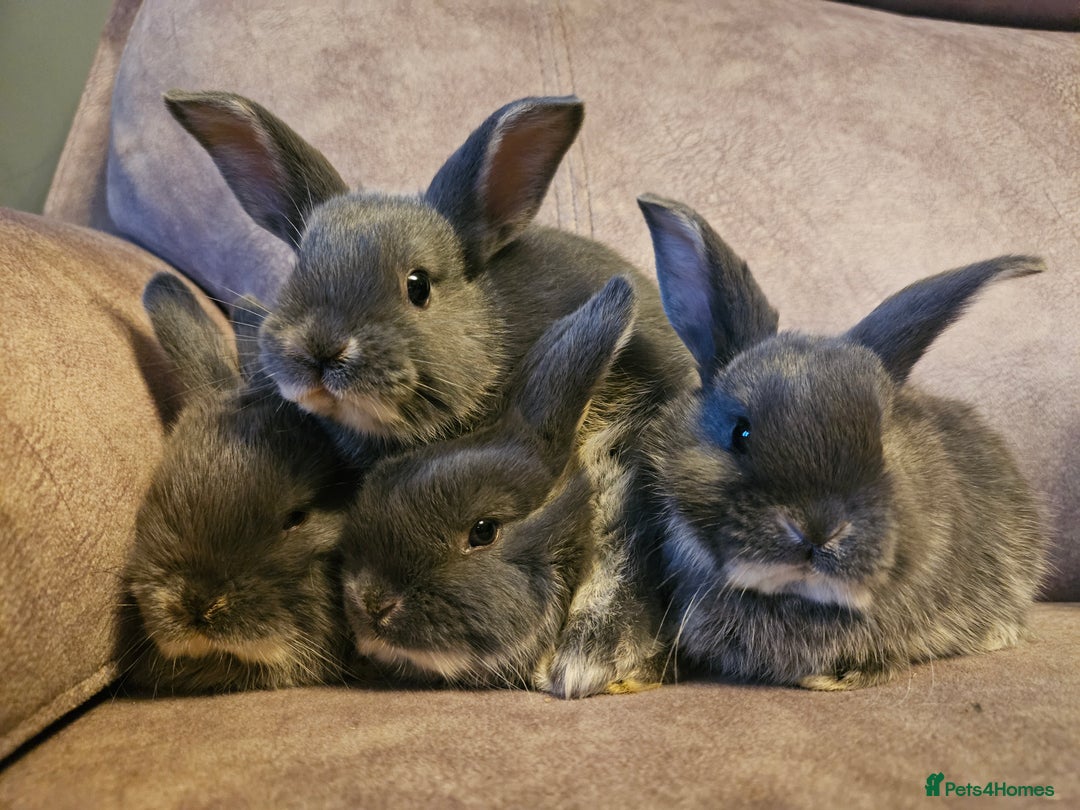 Mixed Breed rabbits for sale: 8 week old grey blue otter netherland dwarf x - Advert 1
