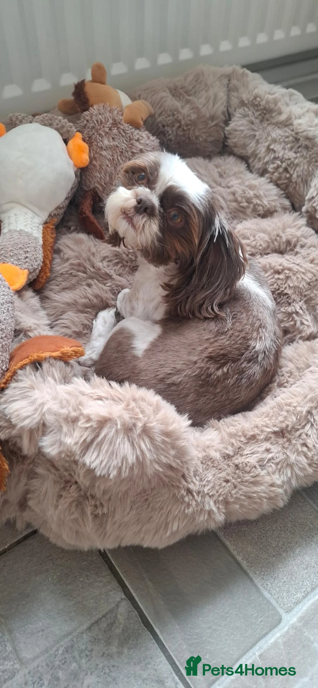 Shih Tzu dogs for sale: Beautiful 5 year old girl - Advert 2