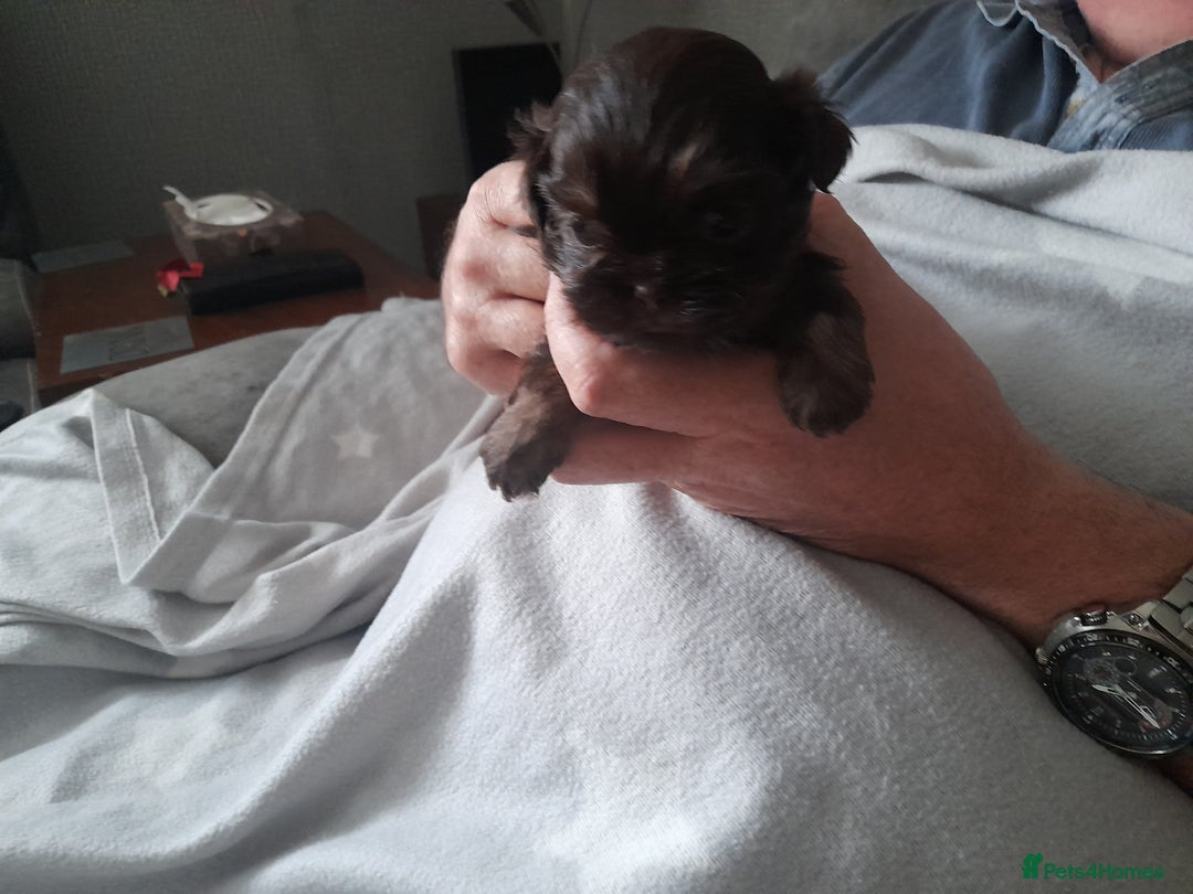 Malshi dogs for sale: Gorgeous pups - Image 7