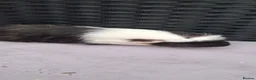 Guinea Pig rodents for sale: 5 baby boy guinea pigs  - Advert 6