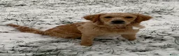 Golden Retriever dogs for sale: Golden Retriever puppies  in Saltburn-by-the-Sea - Advert 27
