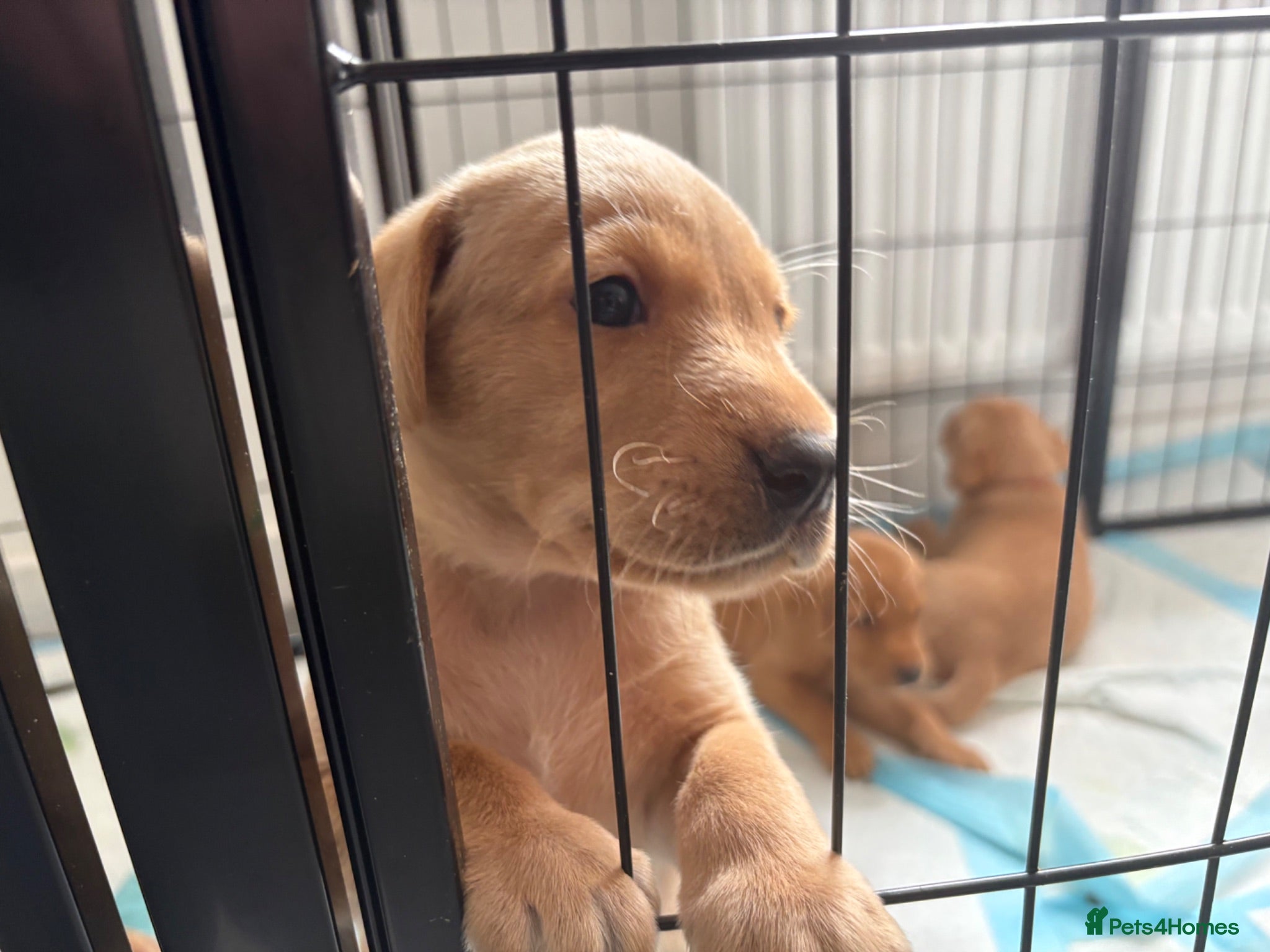 Labrador Retriever dogs Health Tested Champion Pedigree Pups - Advert 2