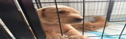 Labrador Retriever dogs for sale: Health Tested Champion Pedigree Pups - Advert 13
