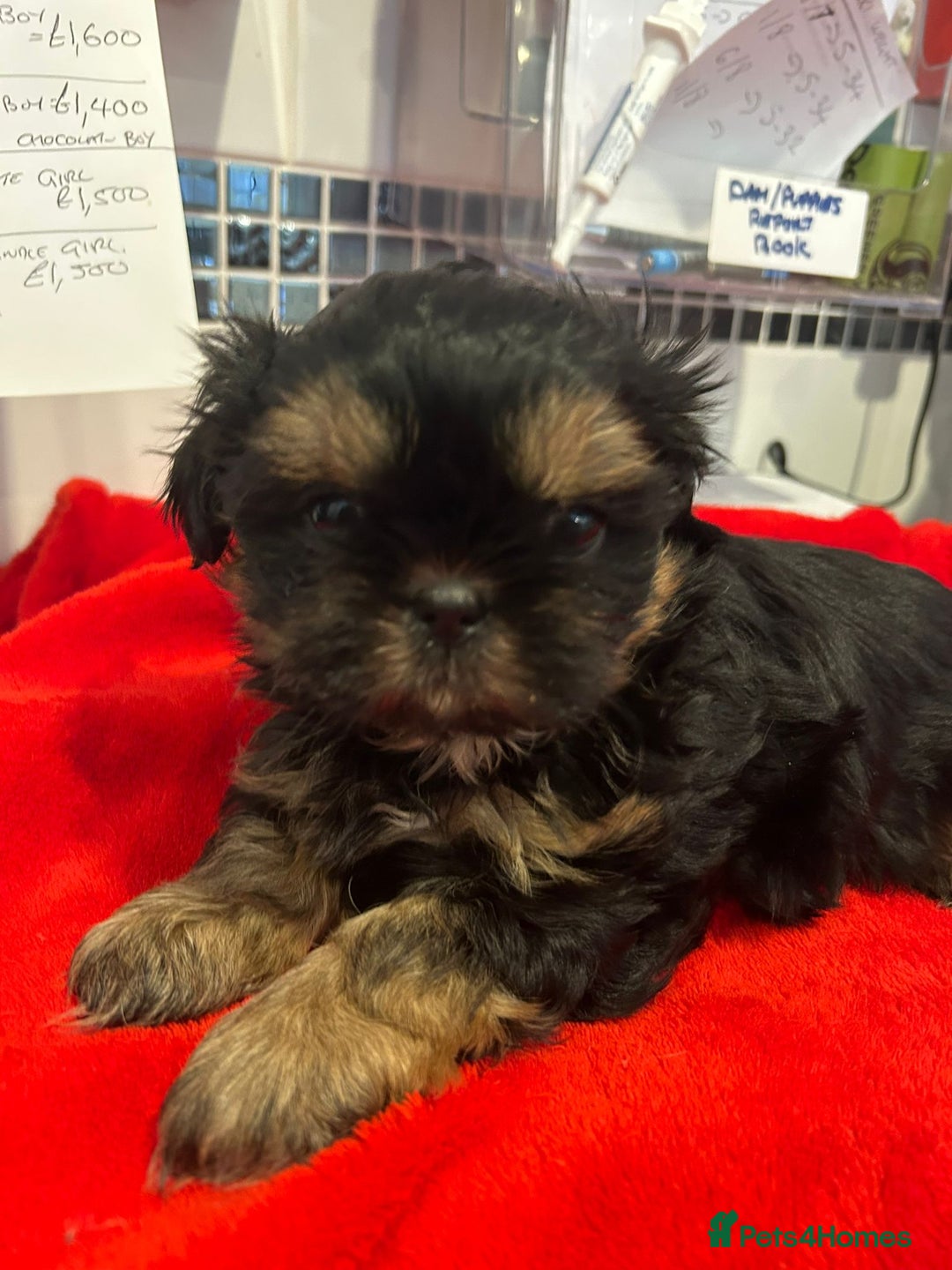 Shih Tzu dogs for sale: Kc stunning small imperial baby boy  - Image 17