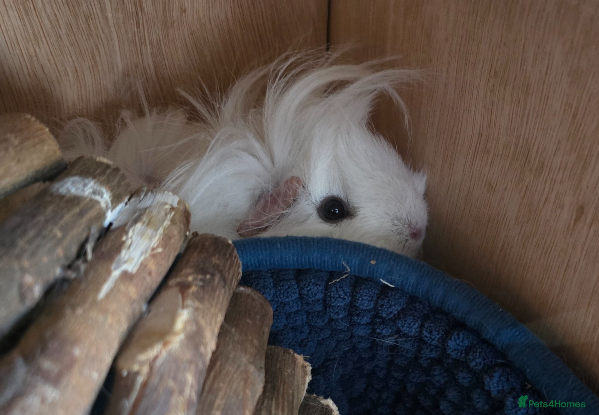 Guinea Pig rodents 2 Female Guinea Pigs - Advert 1