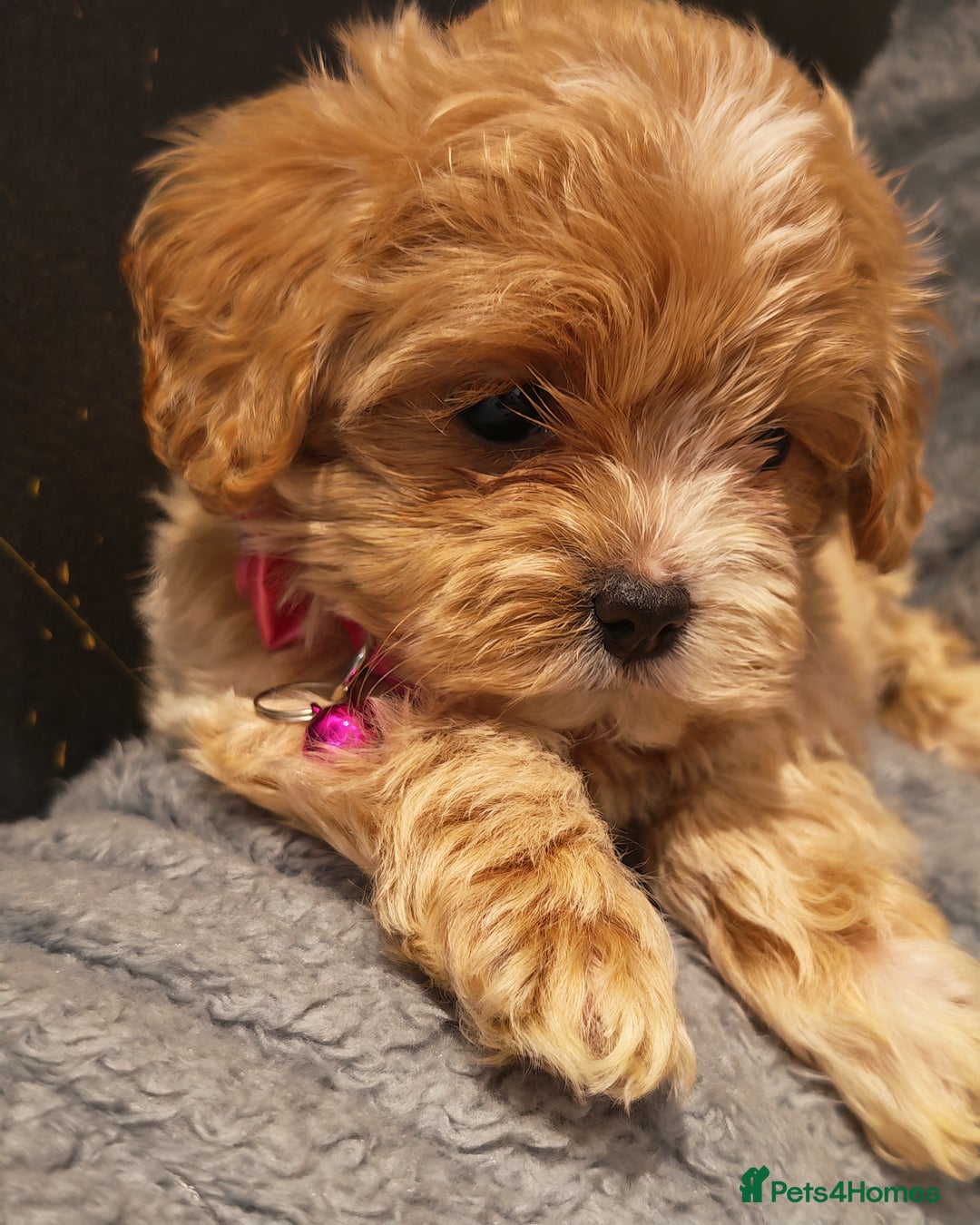 Maltipoo dogs for sale: Miniature Maltipoo Ready to Go - Image 7
