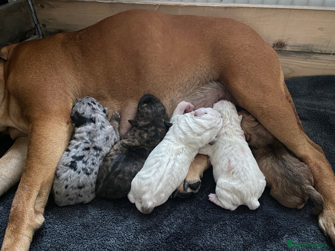 American Bull Staffy dogs for sale: Staffi X American Bulldog Pups - Image 16