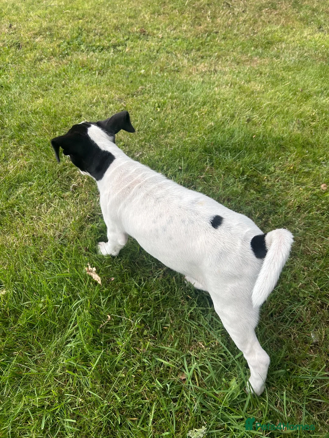Mixed Breed dogs for sale: 1 male jack Russel/ springer pup  - Advert 2