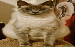 British Shorthair cats for sale: 🐾 Adorable Kittens Looking for Loving Homes 🐾 - Image 6