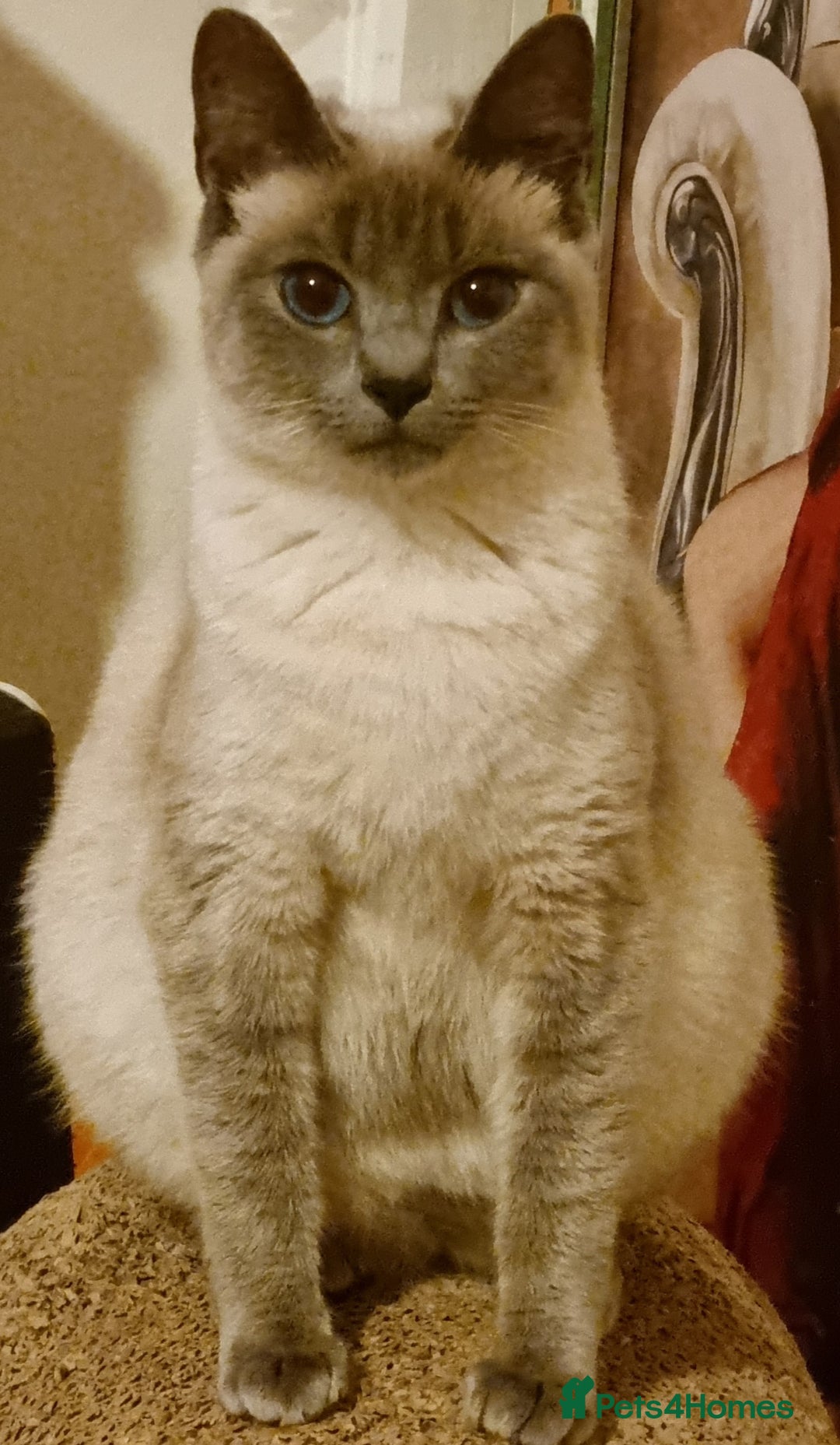 British Shorthair cats for sale: 🐾 Adorable Kittens Looking for Loving Homes 🐾 - Image 6