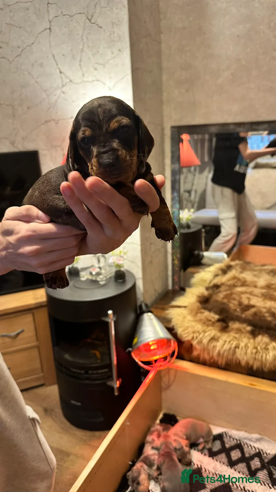 Dachshund dogs for sale: Beautiful dachshund puppies - Advert 3
