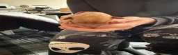 Labradoodle dogs for sale: Stunning Labradoodles  in Billingham - Advert 3