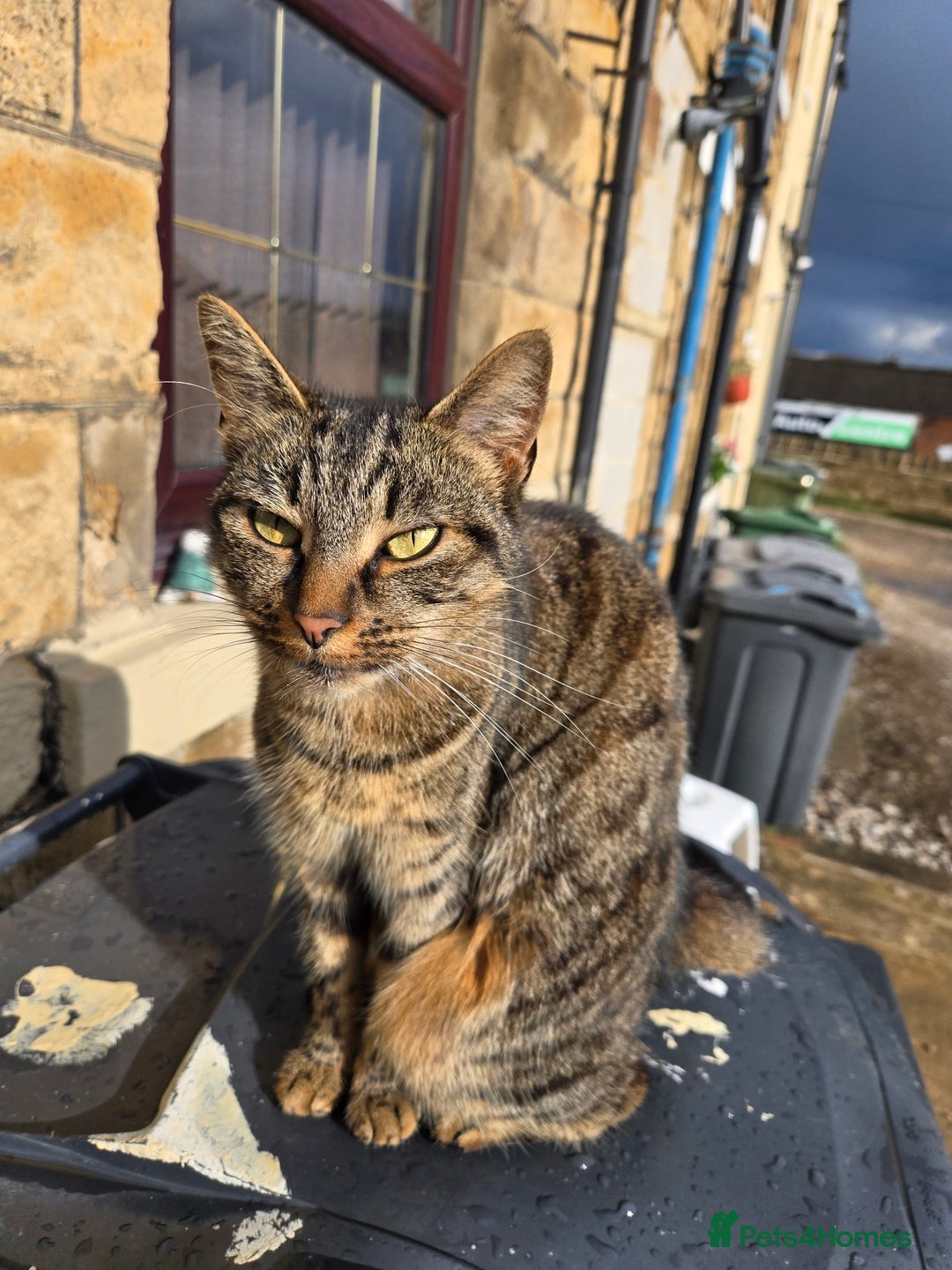 Mixed Breed cats for sale: Loving home wanted - Image 2