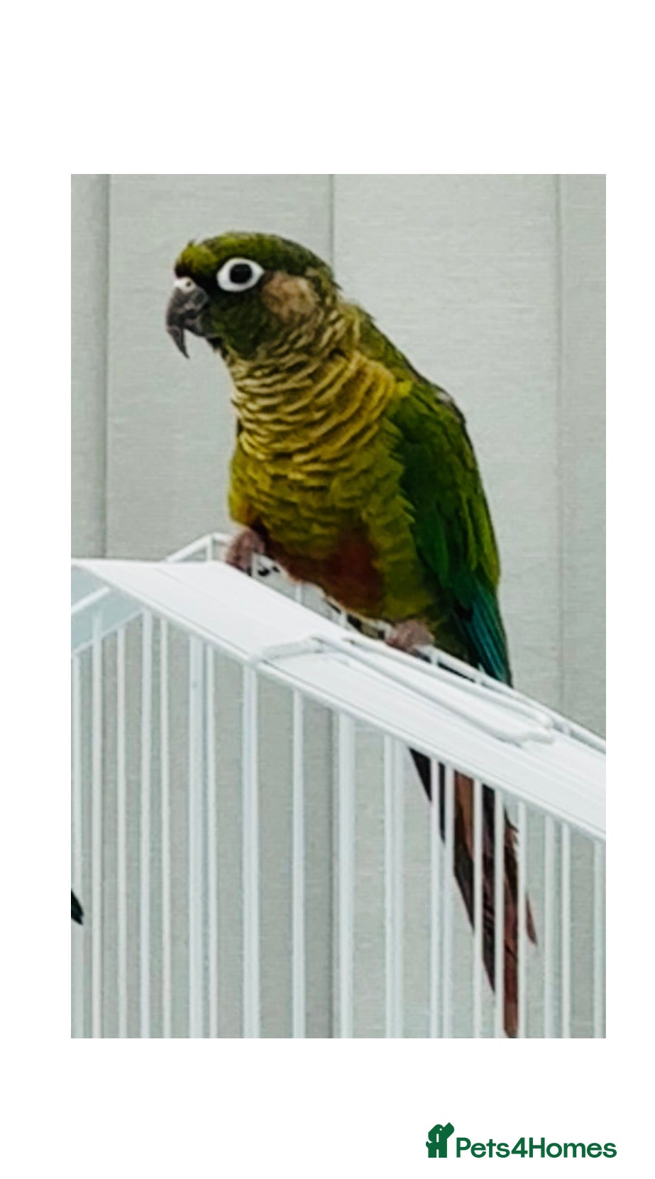 Conures birds Maroon bellied conures - Advert 9