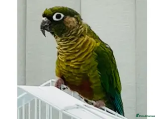 Conures birds Maroon bellied conures - Advert 9