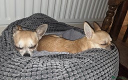 Chihuahua dogs for sale: 💖 3 Beautiful Chihuahua Puppies - Image 10