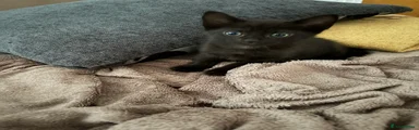 Black kitten 