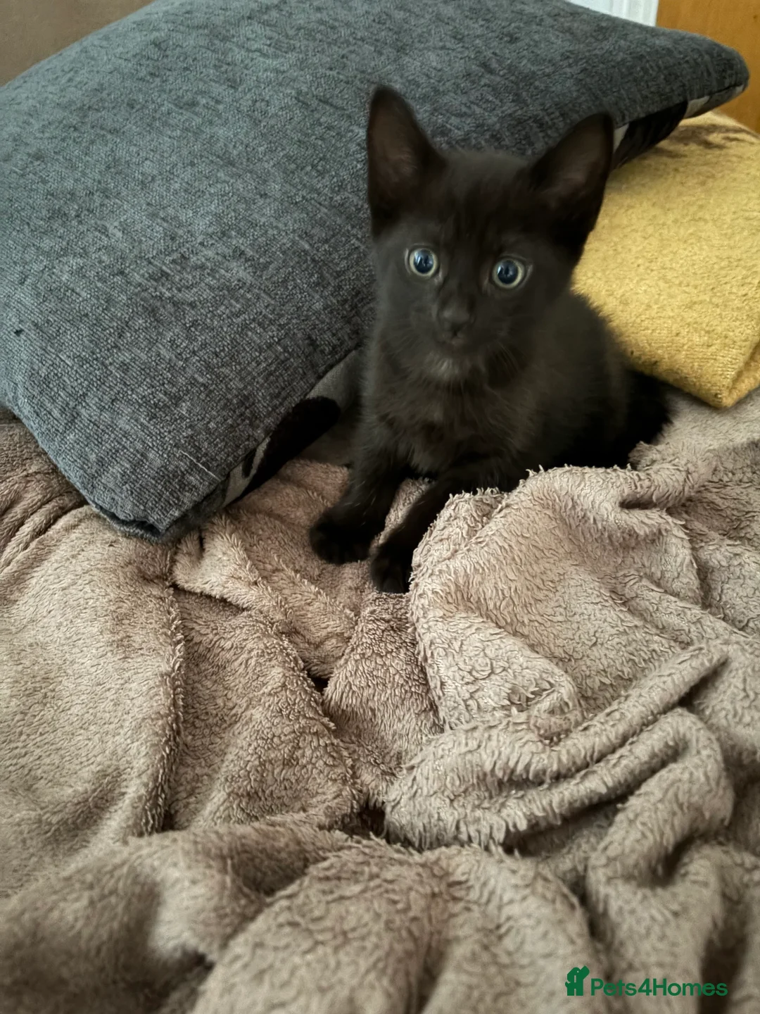 Mixed Breed cats for sale: Black and white kittens  - Advert 2