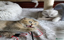 British Shorthair cats for sale: Scottish Fold and Straight kittens  - Image 6