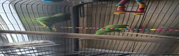 Ringnecks birds for sale: Indian Ringnec, male and female  in London - Advert 11