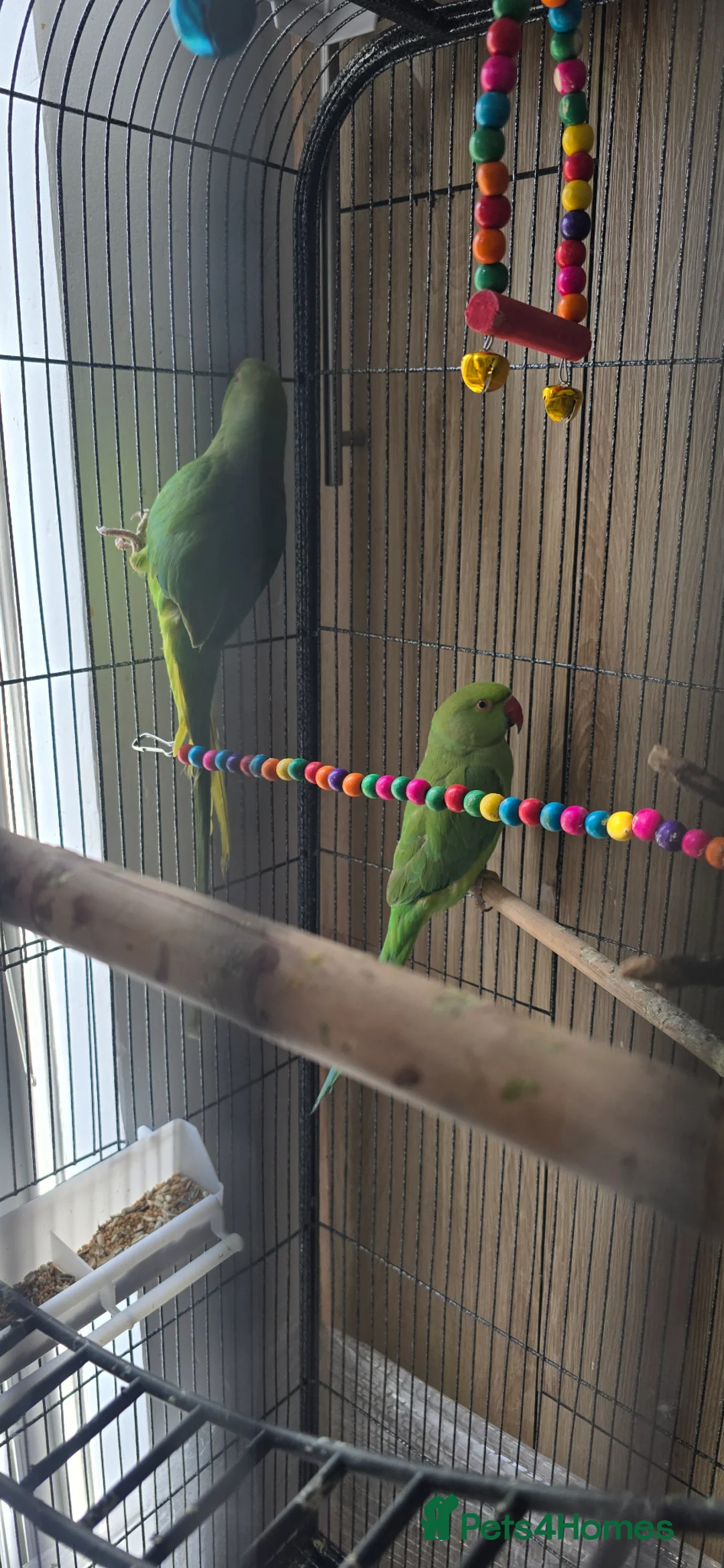 Ringnecks birds for sale: Indian Ringnec, male and female  in London - Advert 11